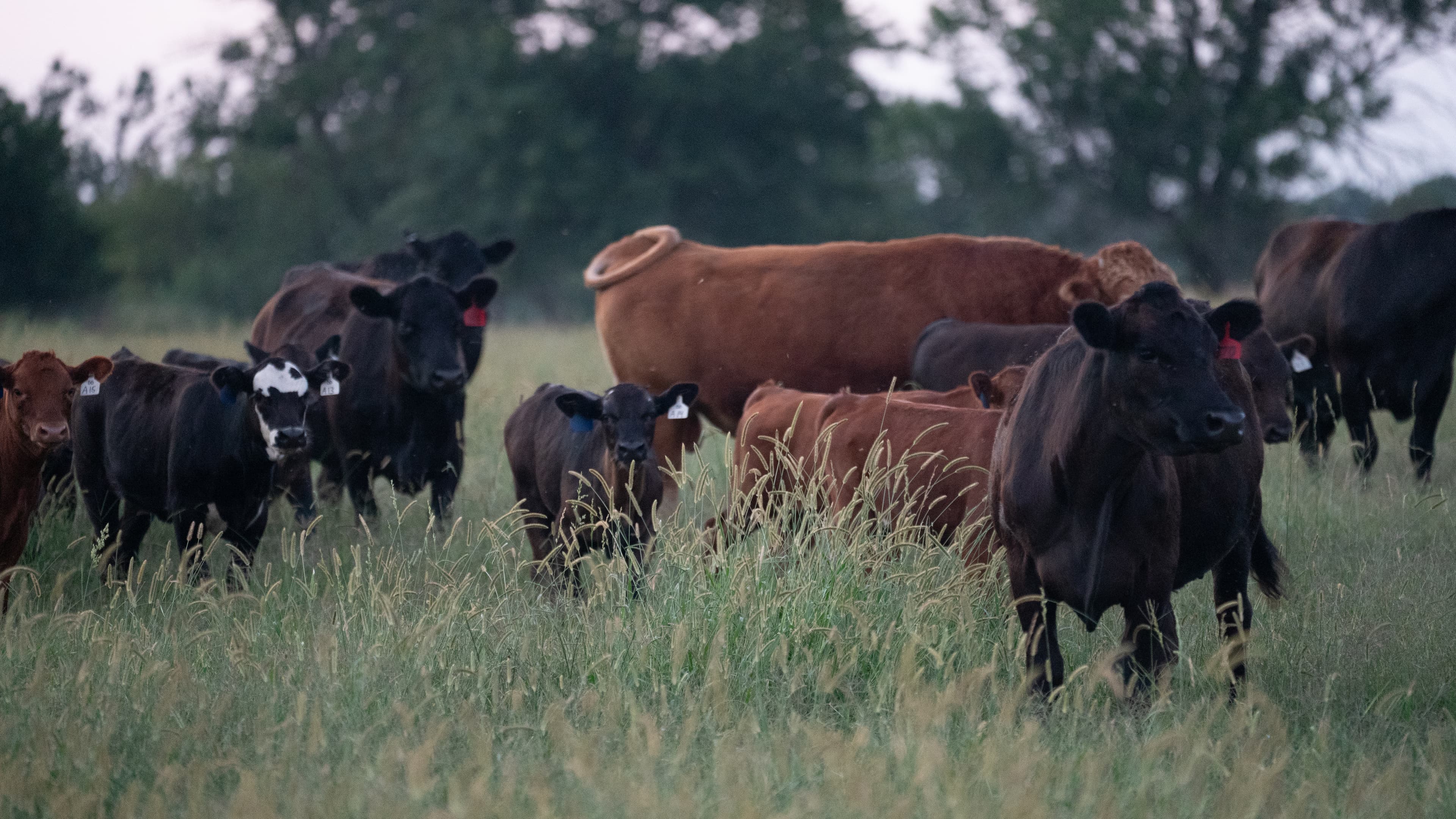 Ozark Natural Steak Co. cattle
