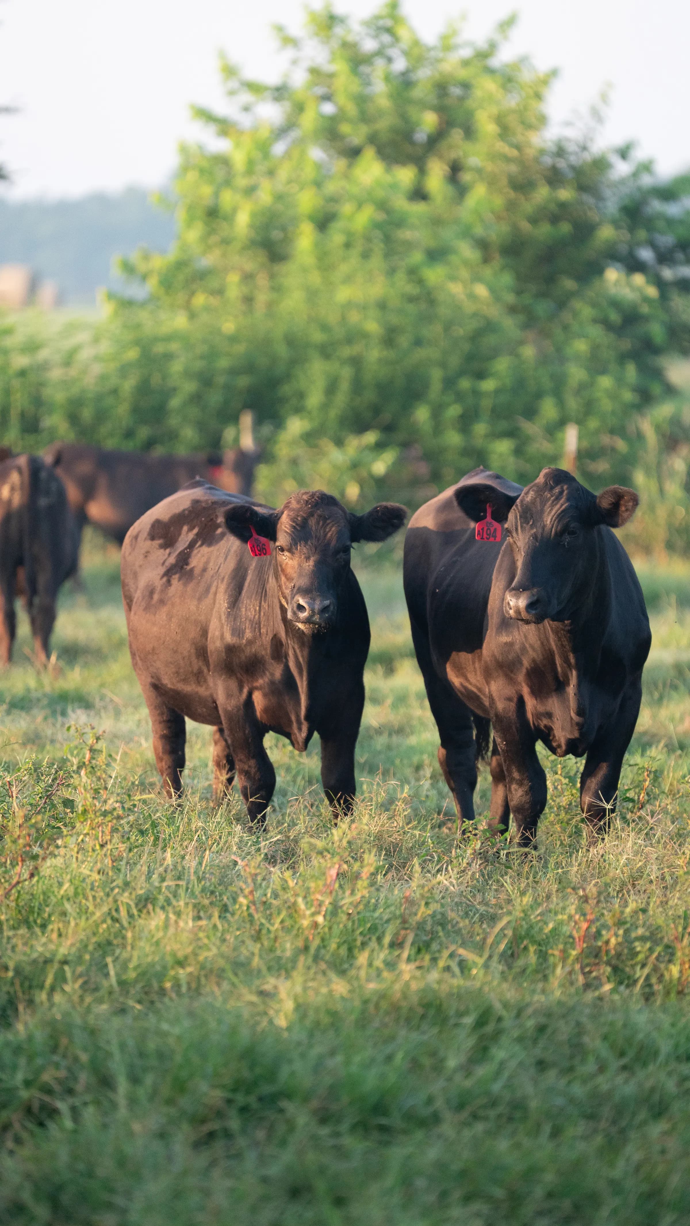 American Wagyu cattle at the ranch